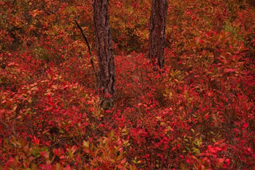 Blueberry Saplings lit by Sunset, Michael Huber Preserve (New Jersey Conservation Foundation), Pine Barrens (4511 SA).jpg